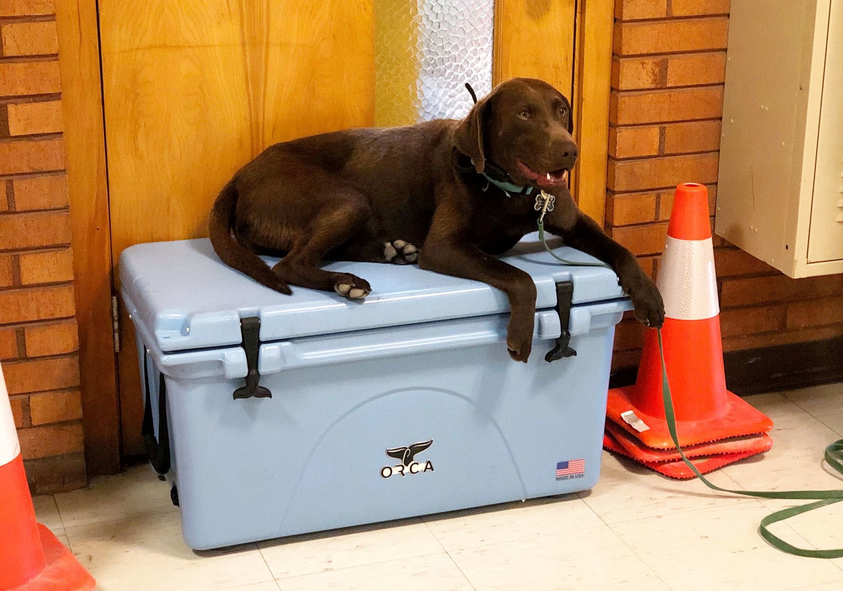 Sky is a therapy dog in training